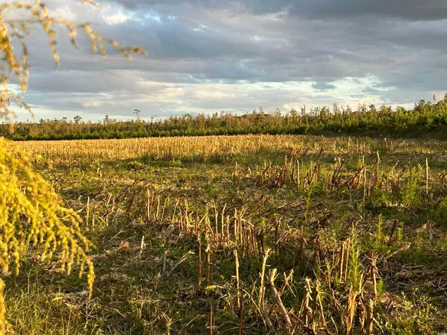 $369,000 | 0 Fc Cox Road, Hemingway, SC 29554