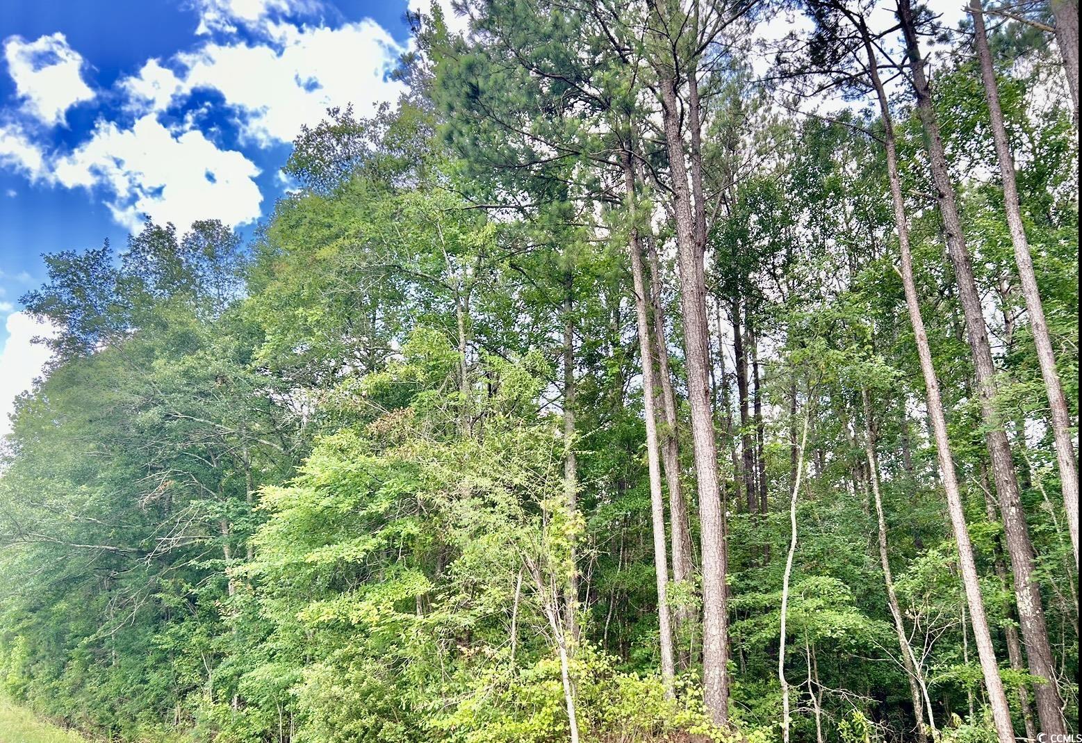 0 Fc Cox Road Hemingway, SC 29554 - Photo 11 of 33