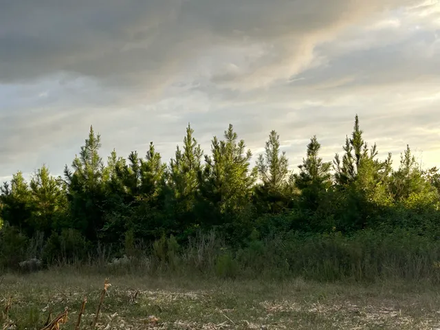 $369,000 | 0 Fc Cox Road, Hemingway, SC 29554