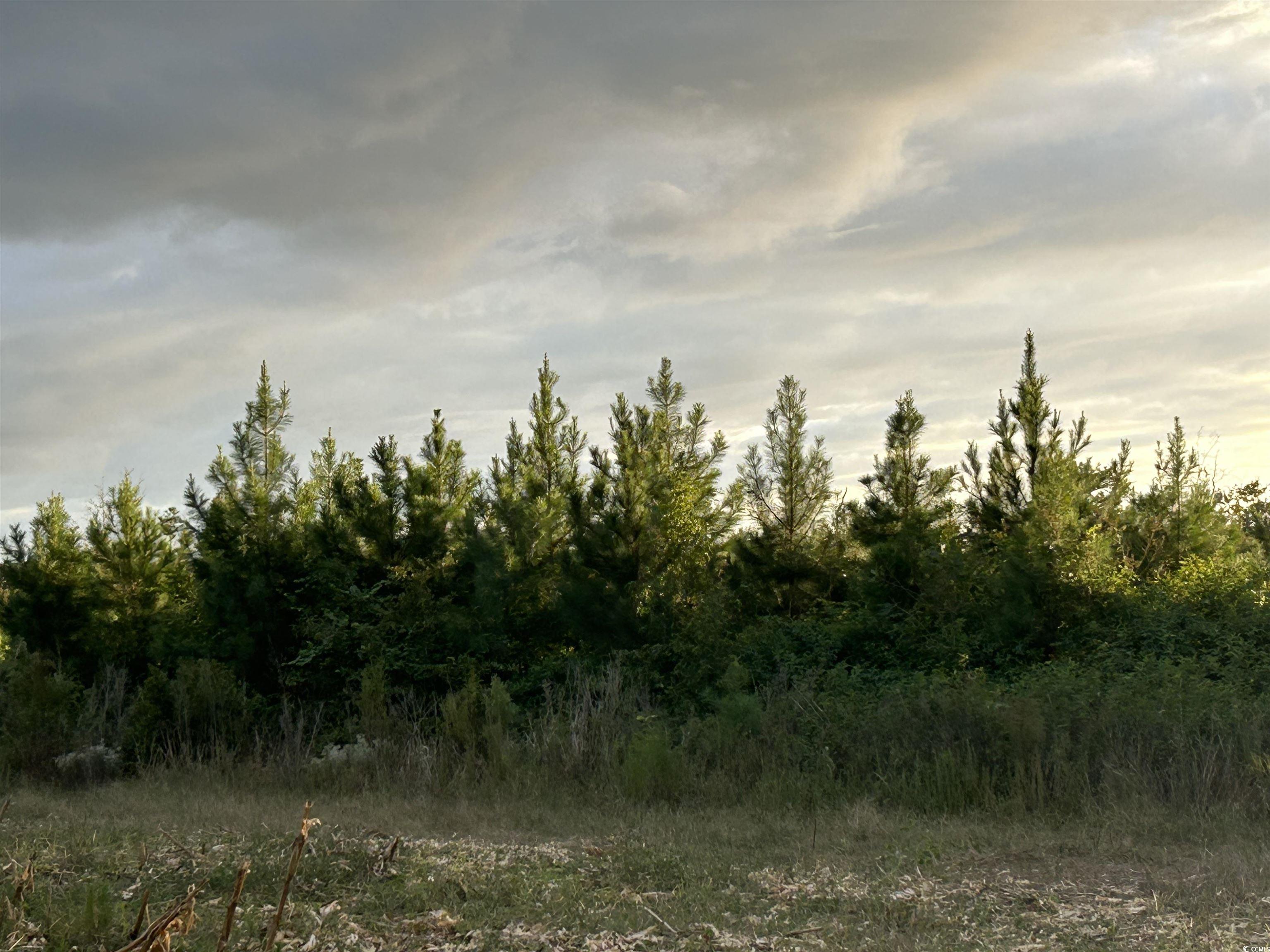 0 Fc Cox Road Hemingway, SC 29554 - Photo 12 of 33