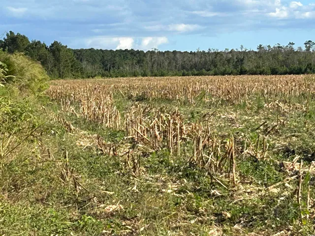 $369,000 | 0 Fc Cox Road, Hemingway, SC 29554