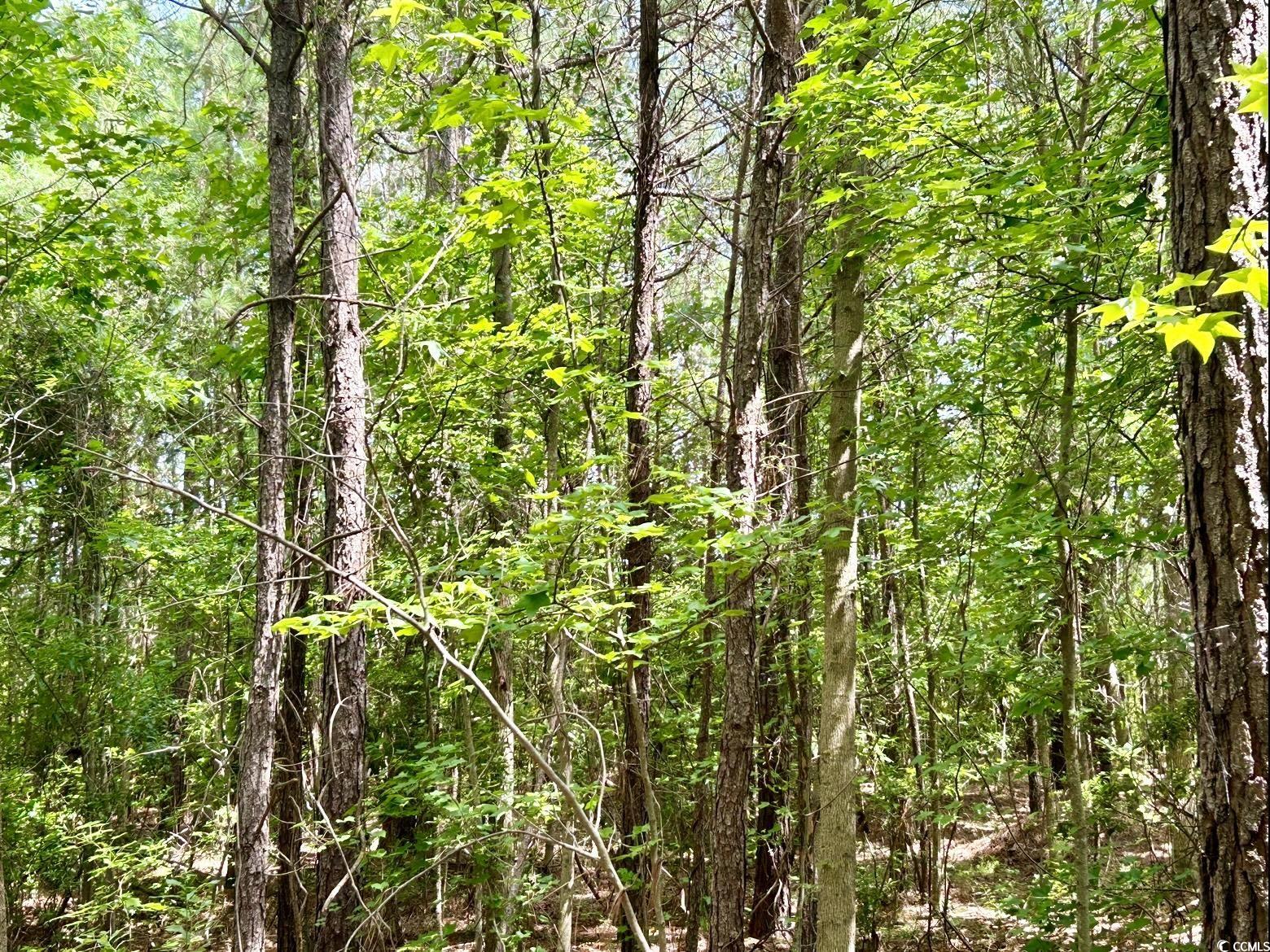 0 Fc Cox Road Hemingway, SC 29554 - Photo 14 of 33