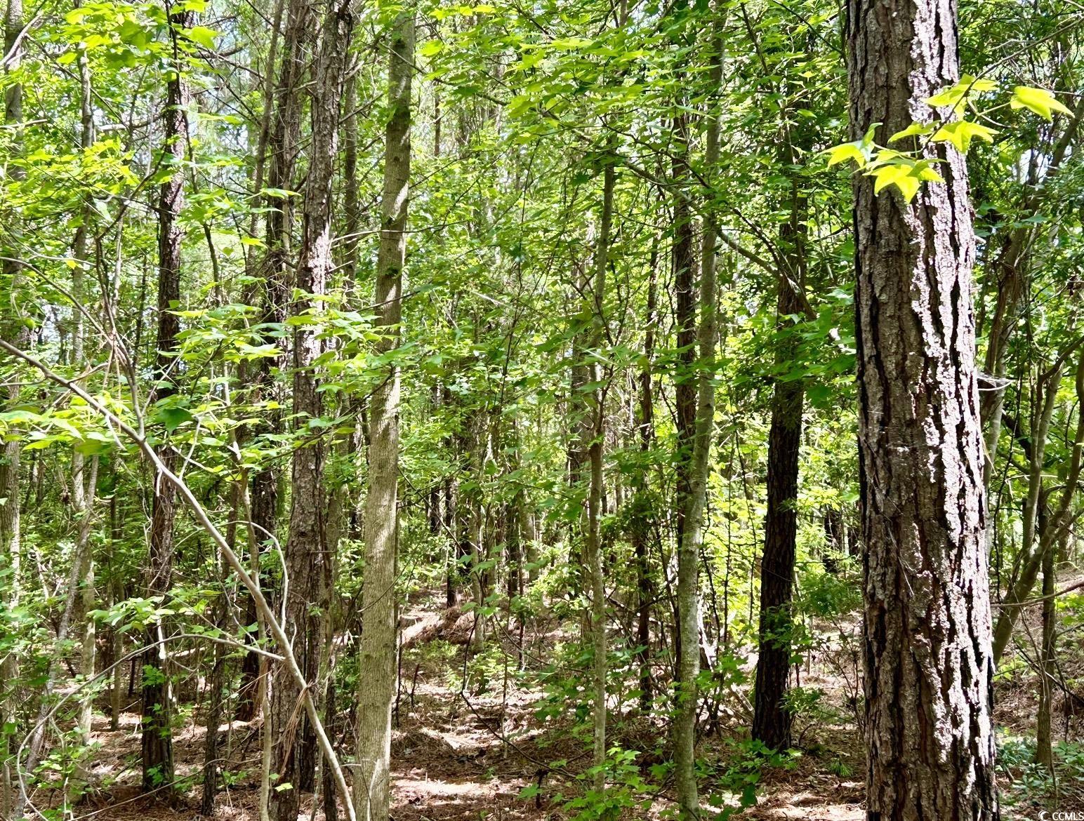 0 Fc Cox Road Hemingway, SC 29554 - Photo 15 of 33