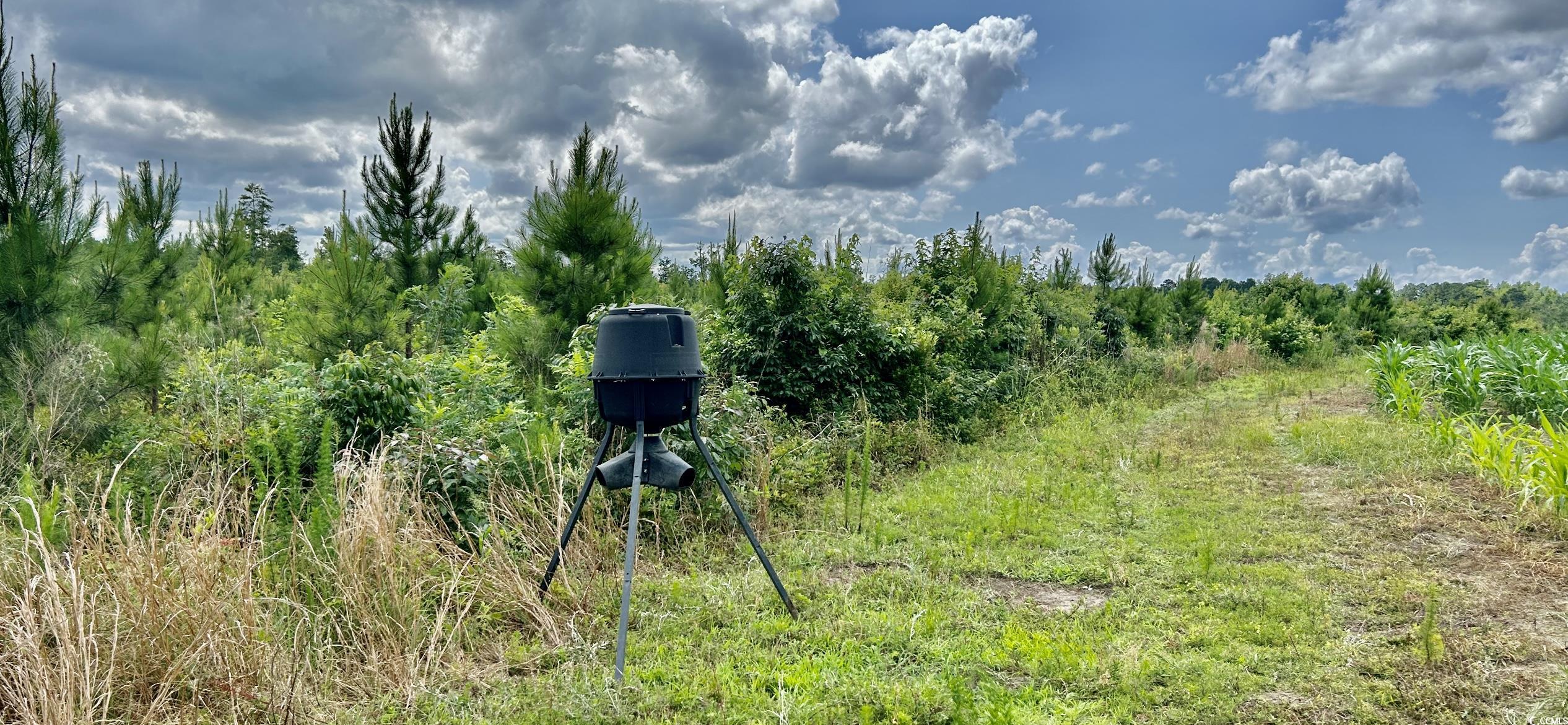 0 Fc Cox Road Hemingway, SC 29554 - Photo 16 of 33