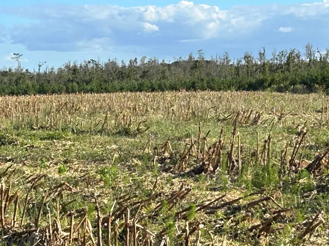 $369,000 | 0 Fc Cox Road, Hemingway, SC 29554