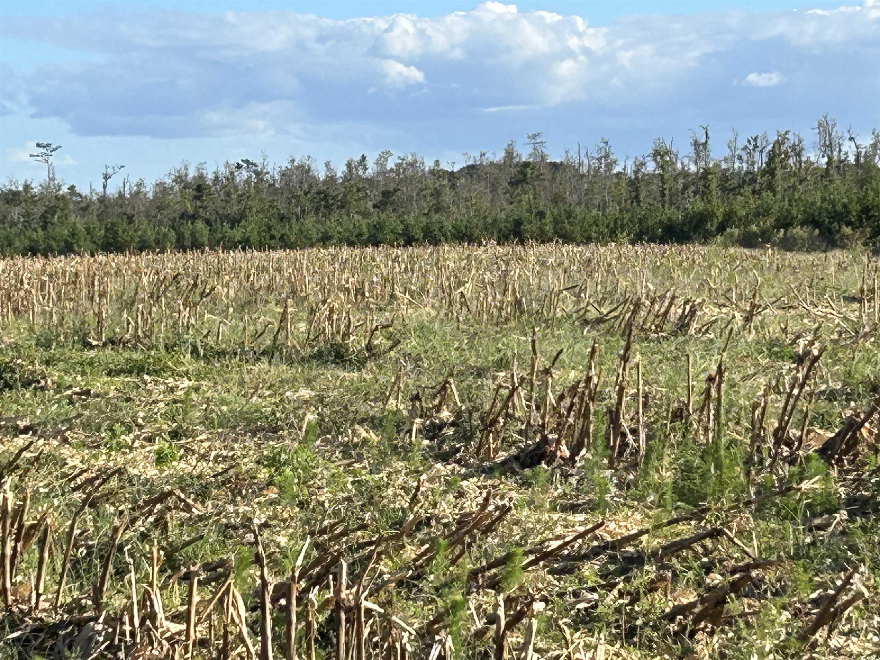 0 Fc Cox Road Hemingway, SC 29554 - Photo 17 of 33