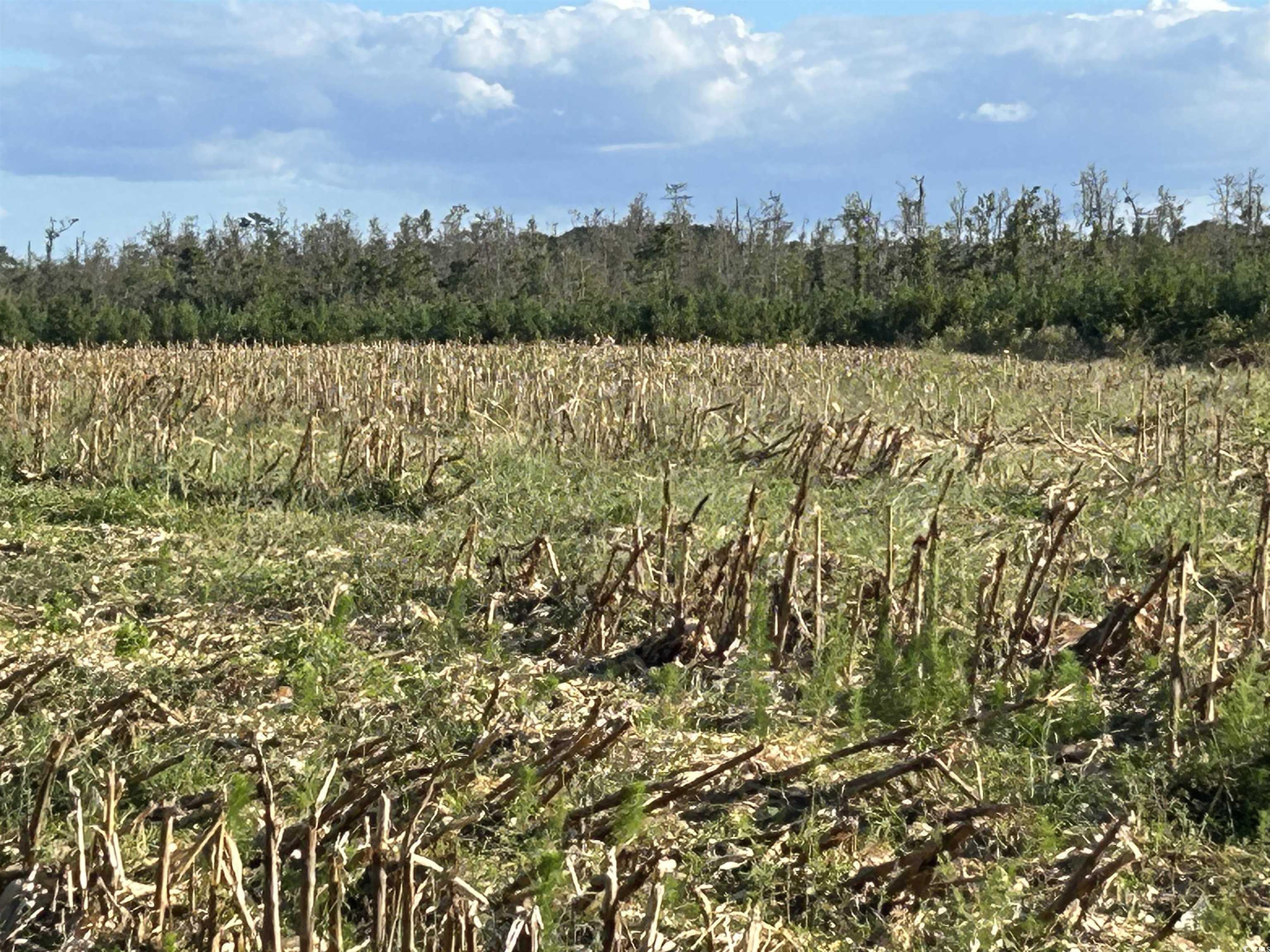 0 Fc Cox Road Hemingway, SC 29554 - Photo 18 of 33