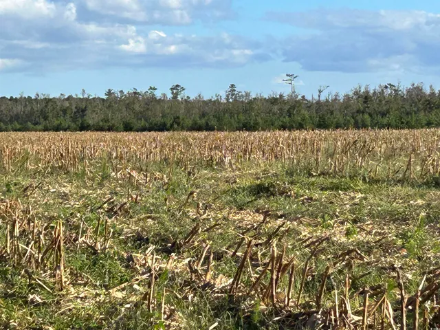 $369,000 | 0 Fc Cox Road, Hemingway, SC 29554