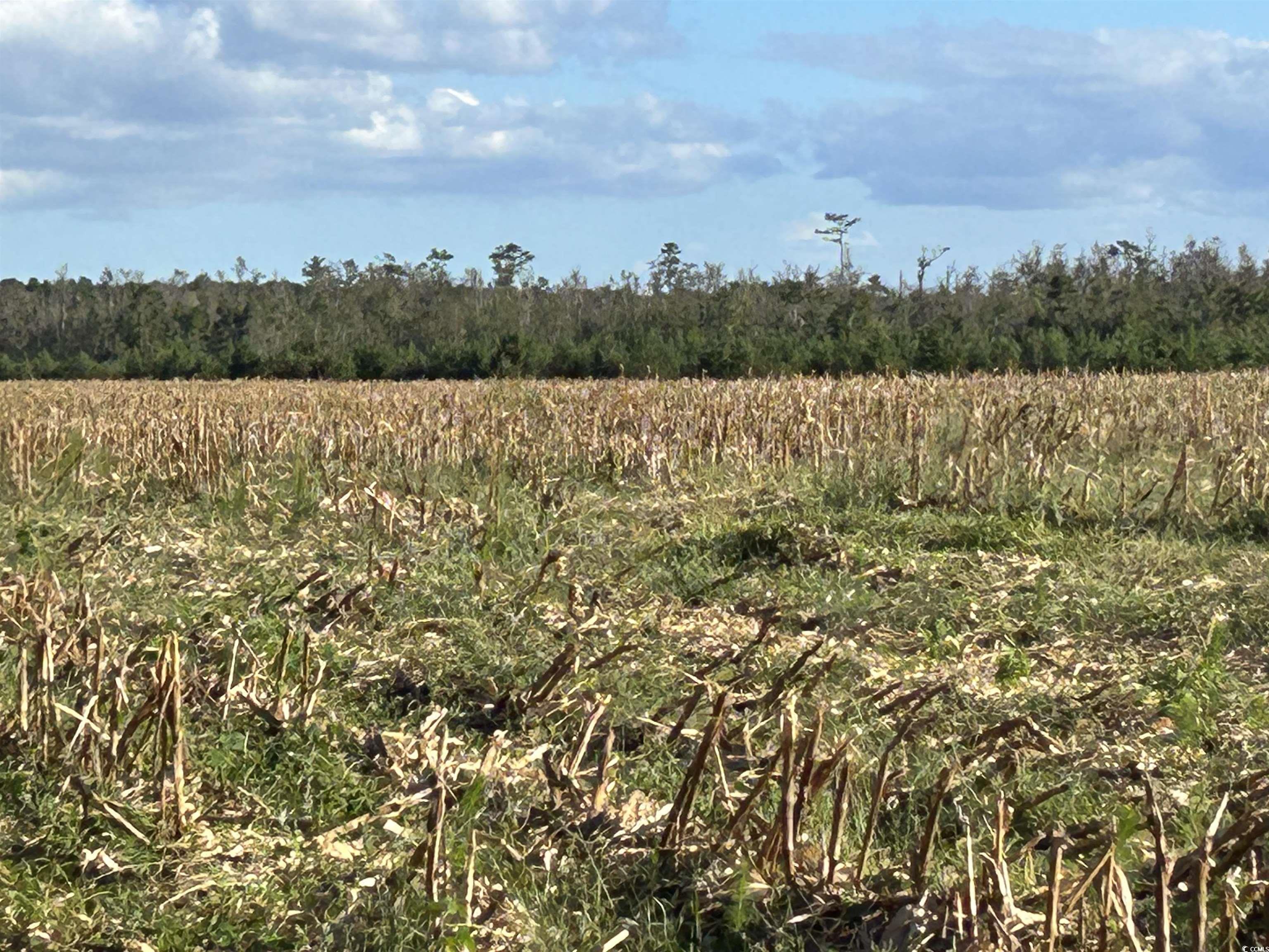 0 Fc Cox Road Hemingway, SC 29554 - Photo 20 of 33