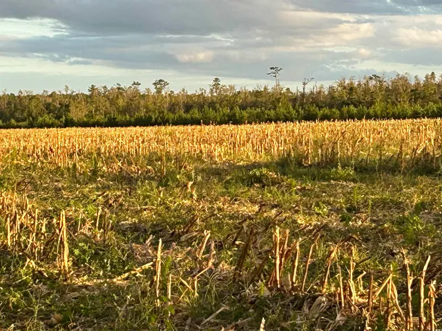 $369,000 | 0 Fc Cox Road, Hemingway, SC 29554