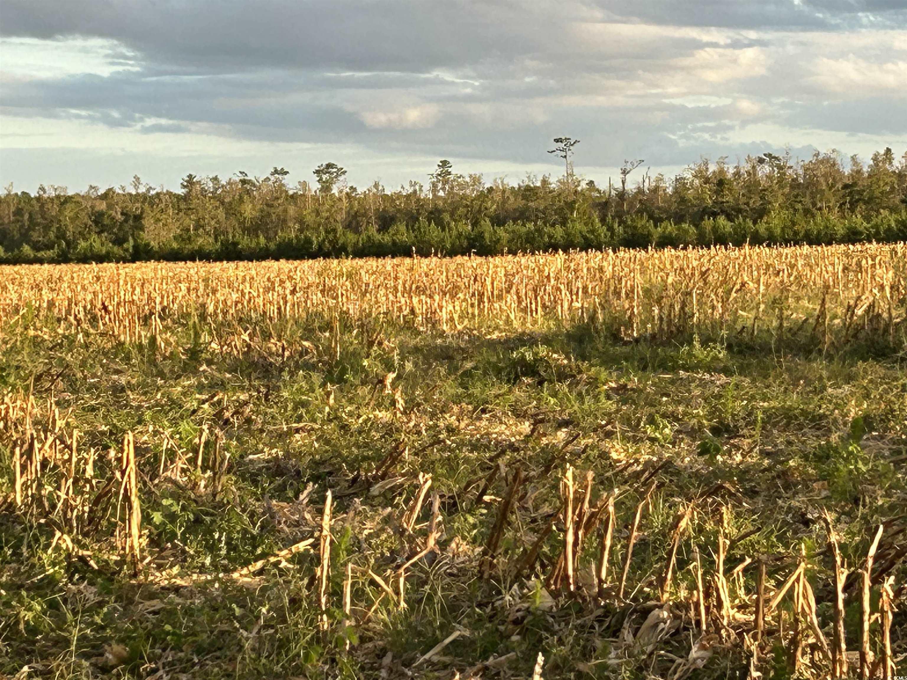 0 Fc Cox Road Hemingway, SC 29554 - Photo 2 of 33