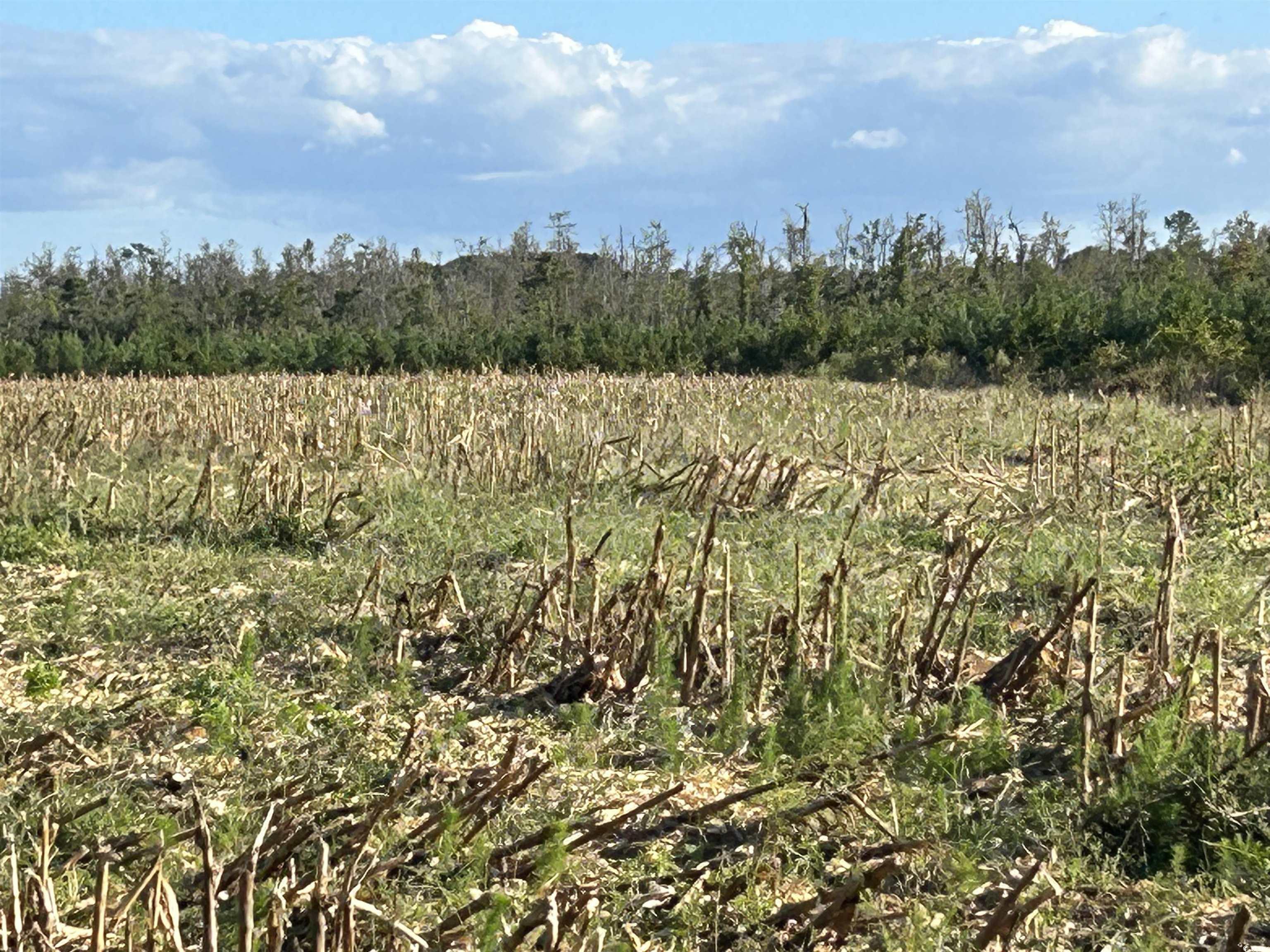 0 Fc Cox Road Hemingway, SC 29554 - Photo 22 of 33