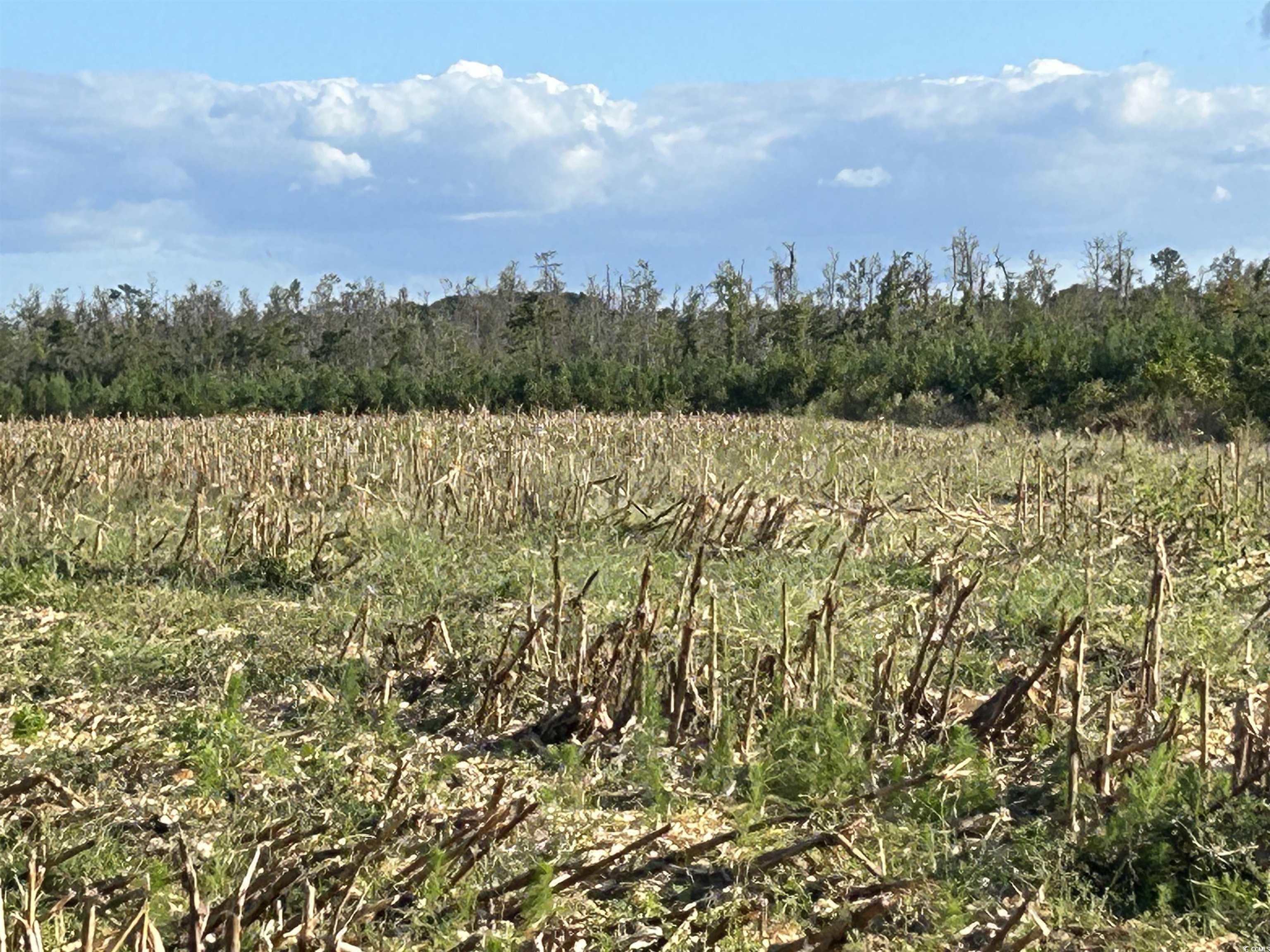 0 Fc Cox Road Hemingway, SC 29554 - Photo 23 of 33