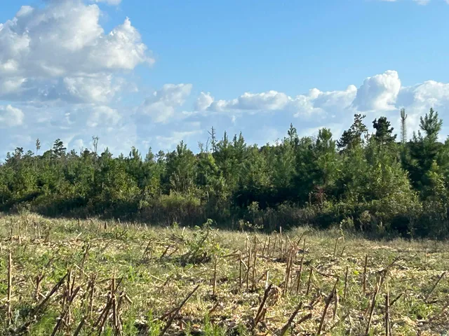 $369,000 | 0 Fc Cox Road, Hemingway, SC 29554