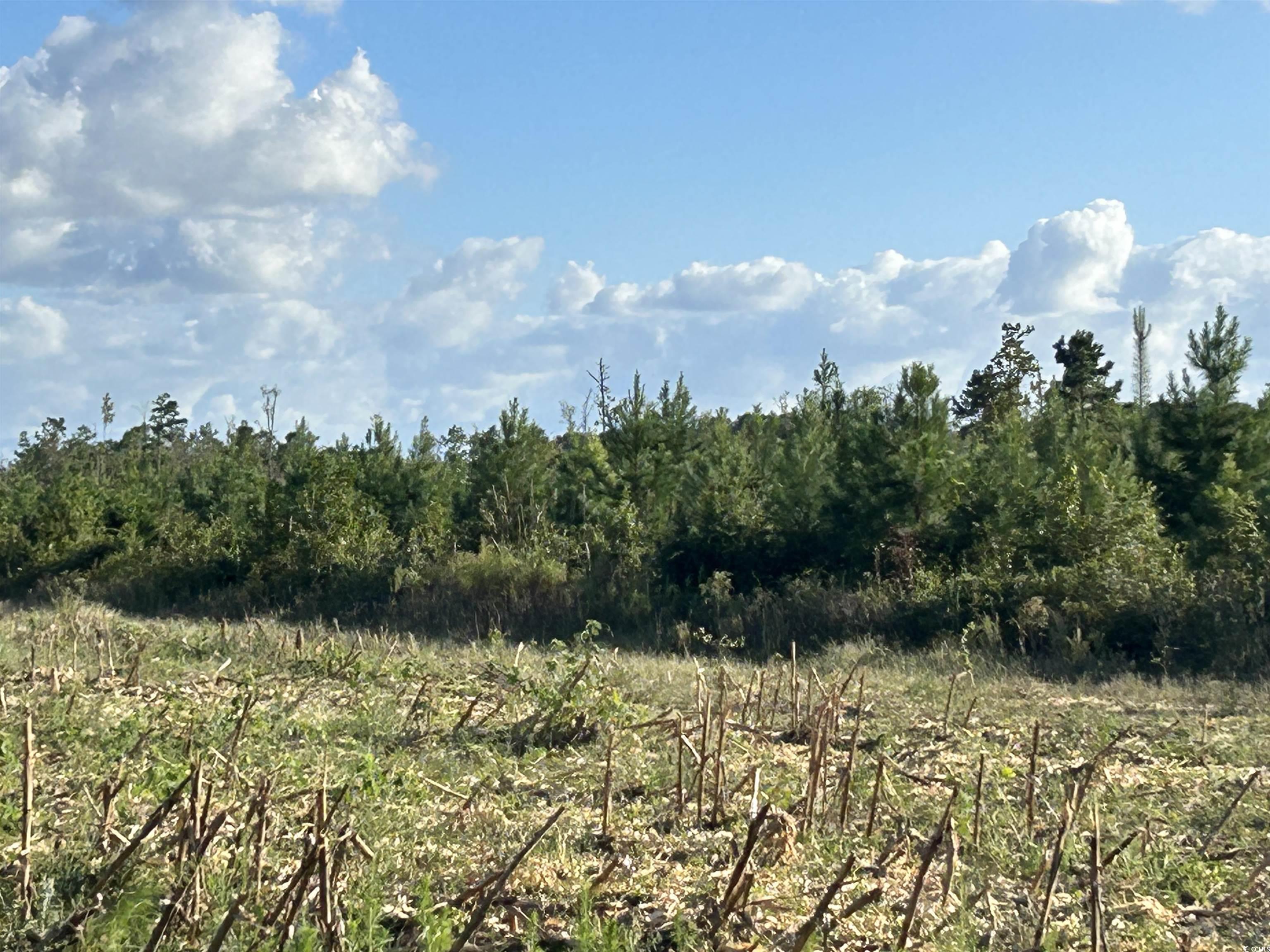 0 Fc Cox Road Hemingway, SC 29554 - Photo 24 of 33