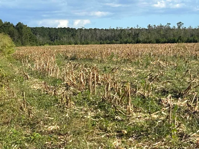 $369,000 | 0 Fc Cox Road, Hemingway, SC 29554
