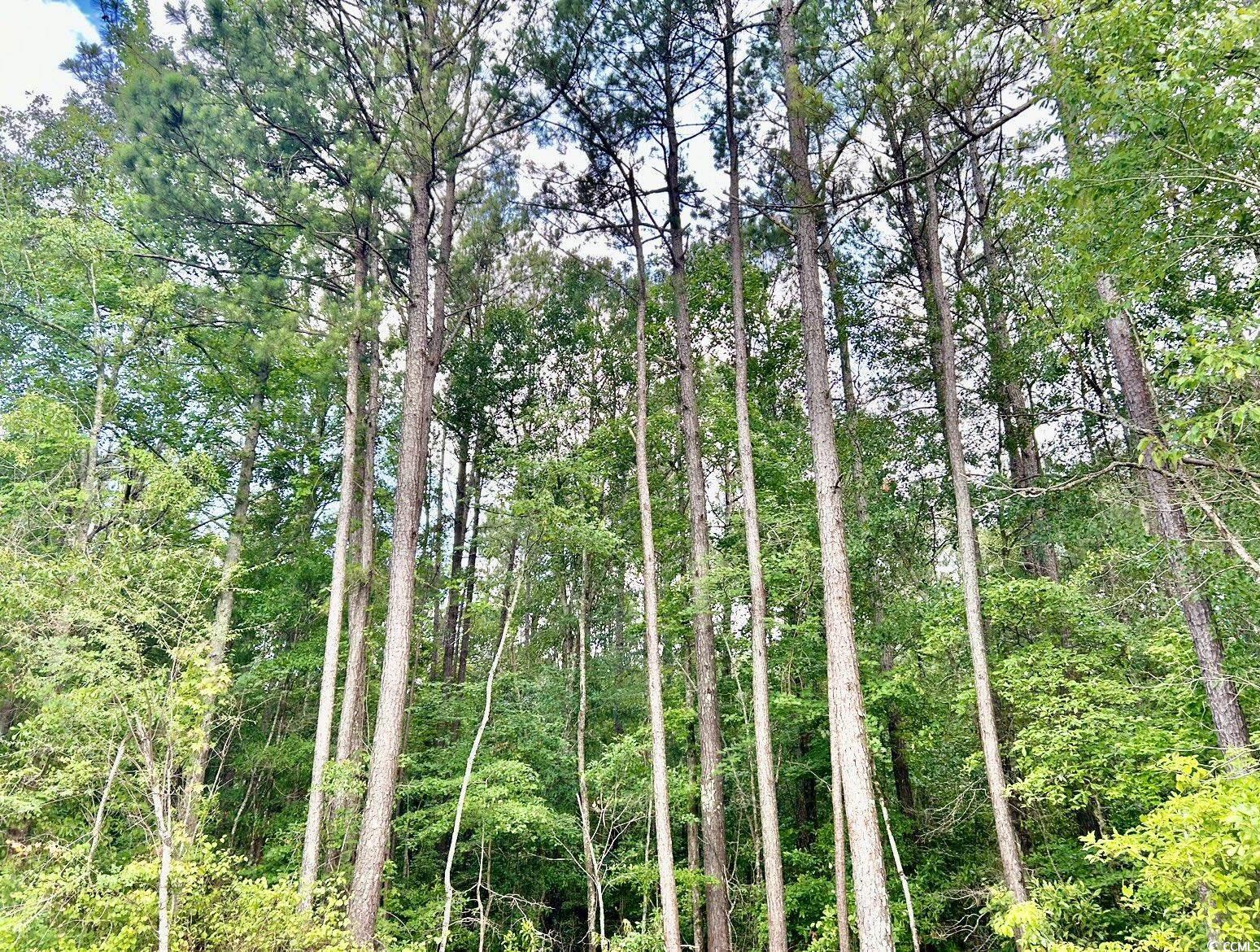 0 Fc Cox Road Hemingway, SC 29554 - Photo 26 of 33