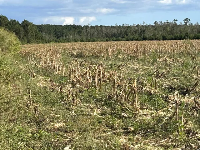 $369,000 | 0 Fc Cox Road, Hemingway, SC 29554