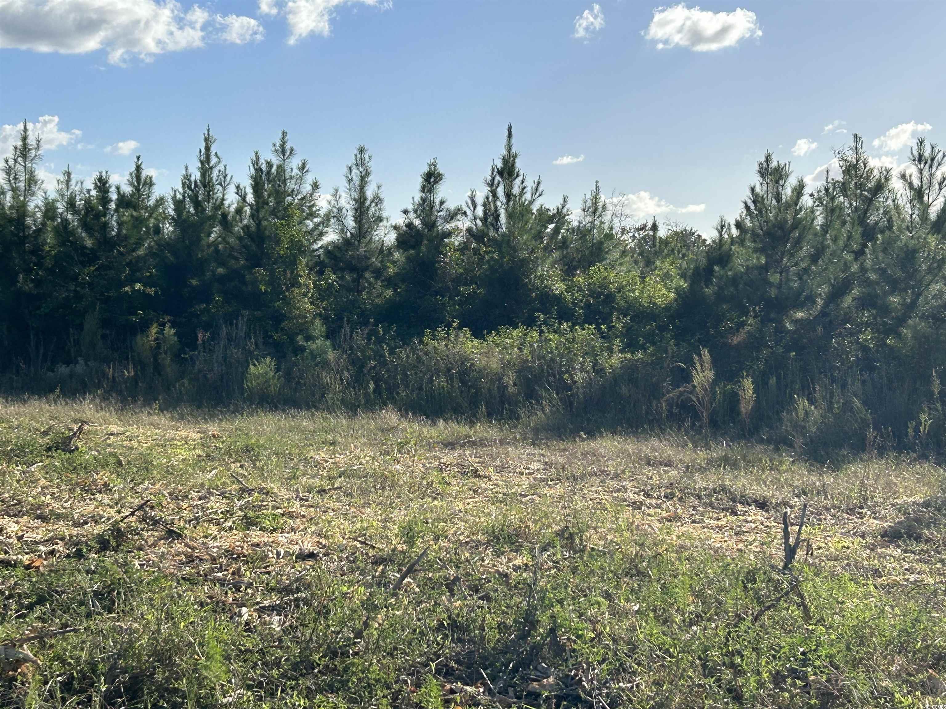 0 Fc Cox Road Hemingway, SC 29554 - Photo 28 of 33