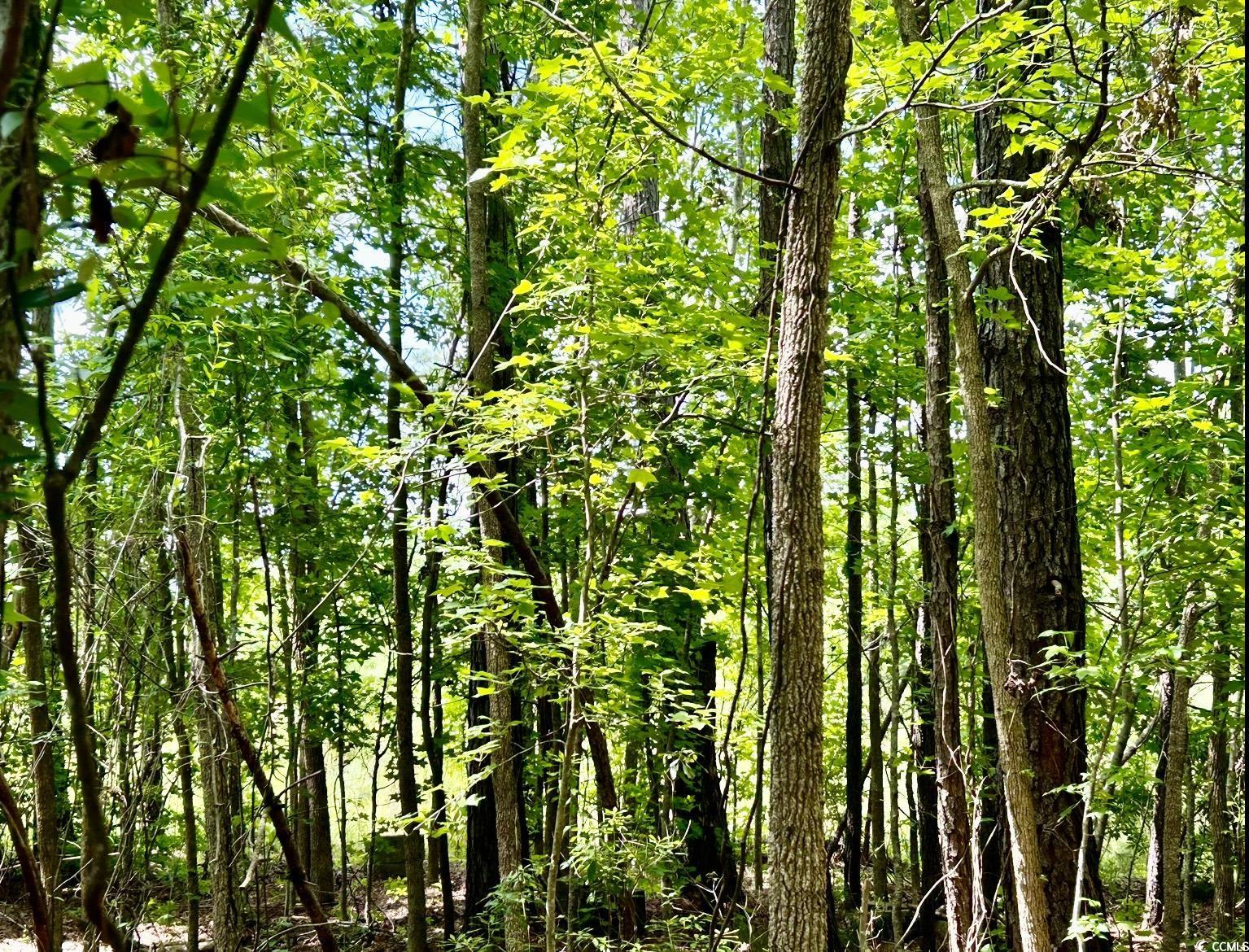 0 Fc Cox Road Hemingway, SC 29554 - Photo 29 of 33