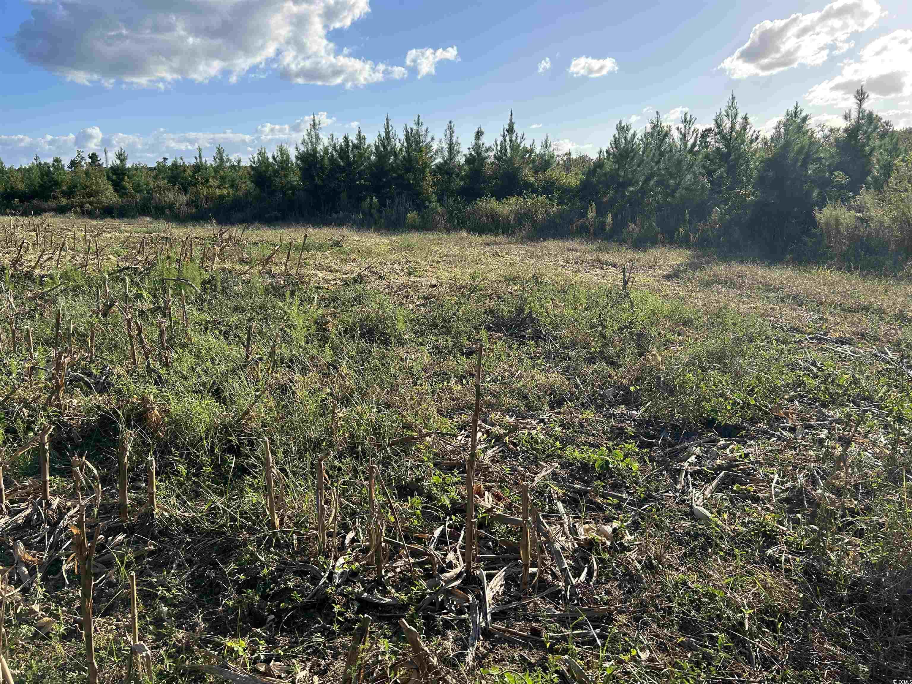 0 Fc Cox Road Hemingway, SC 29554 - Photo 30 of 33