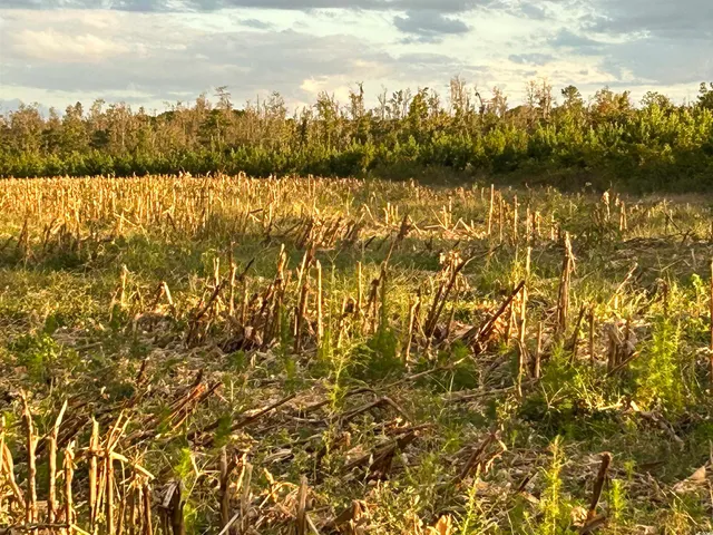 $369,000 | 0 Fc Cox Road, Hemingway, SC 29554