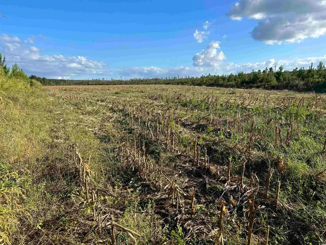 $369,000 | 0 Fc Cox Road, Hemingway, SC 29554