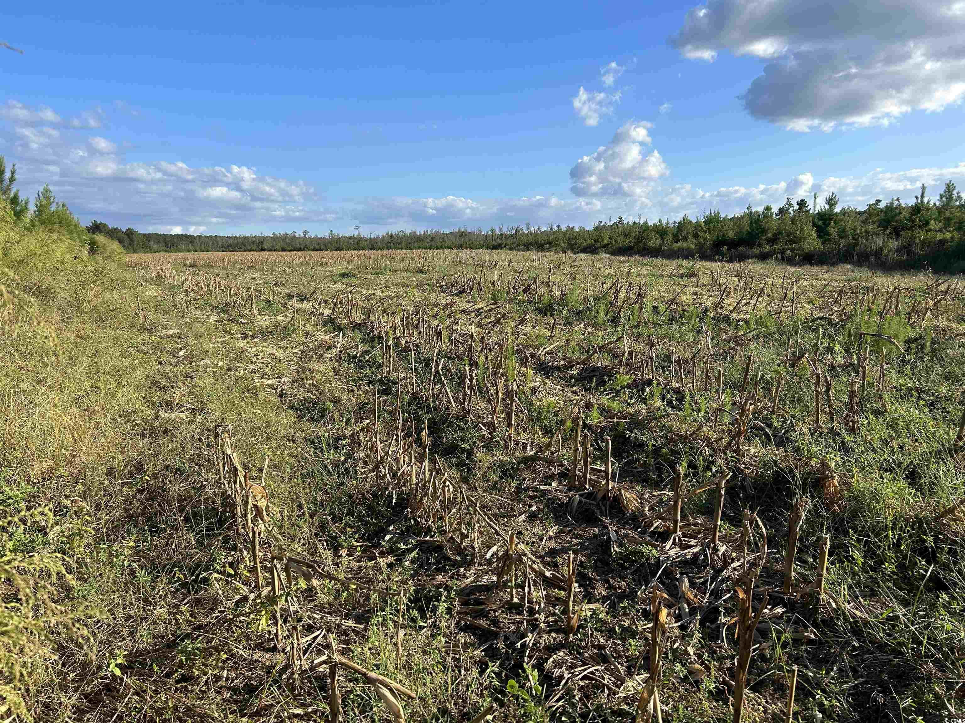 0 Fc Cox Road Hemingway, SC 29554 - Photo 31 of 33