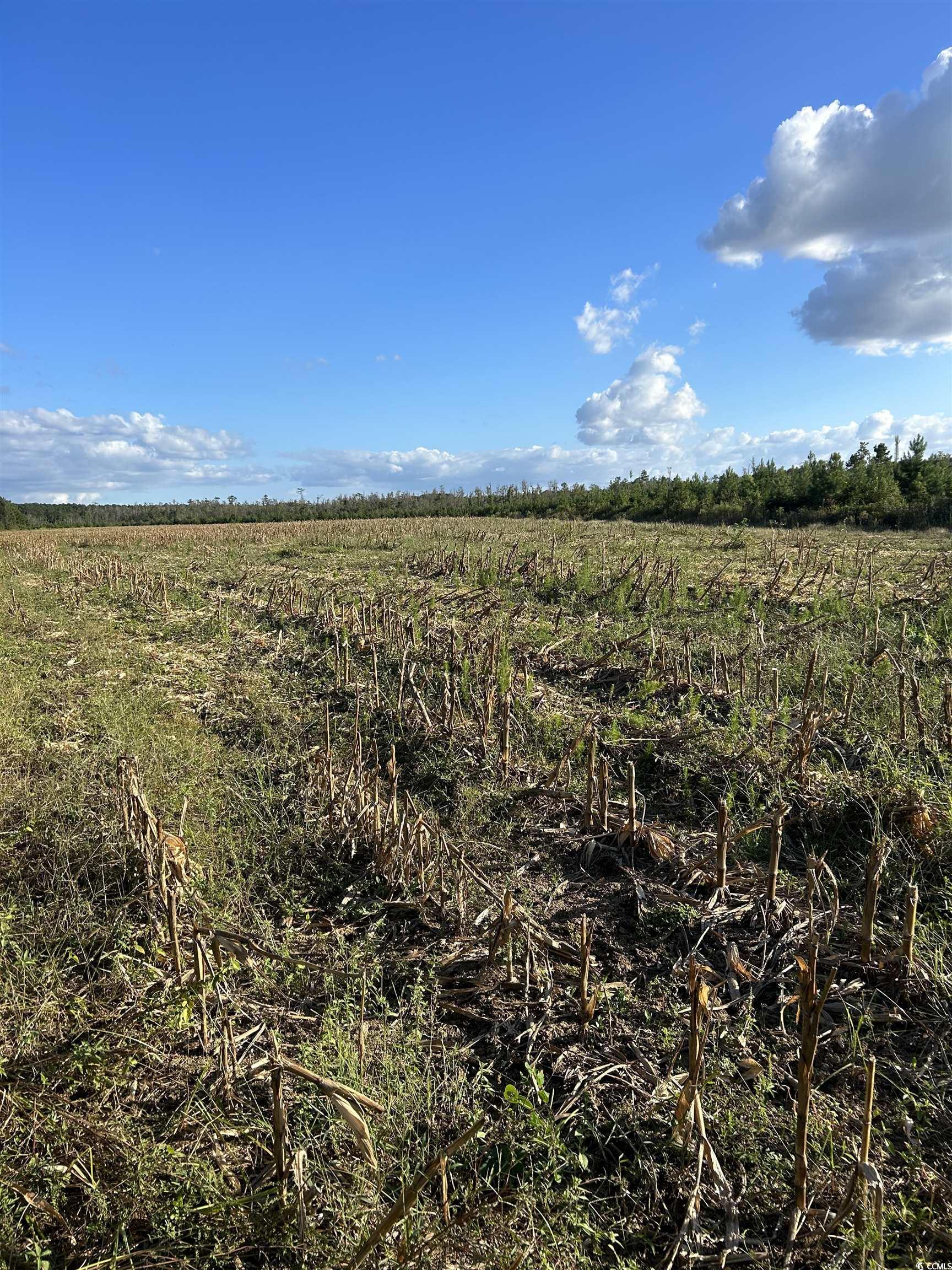 0 Fc Cox Road Hemingway, SC 29554 - Photo 32 of 33