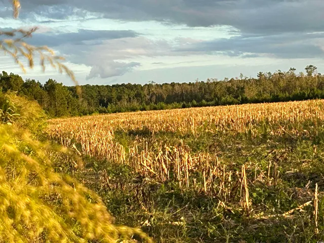 $369,000 | 0 Fc Cox Road, Hemingway, SC 29554