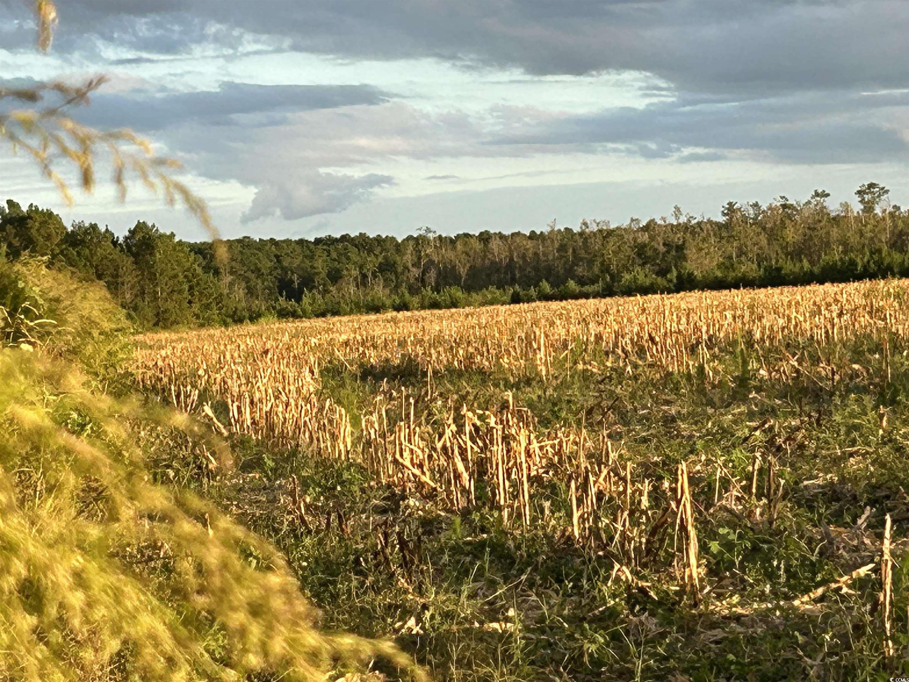 0 Fc Cox Road Hemingway, SC 29554 - Photo 4 of 33