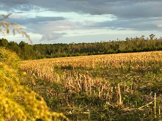 $369,000 | 0 Fc Cox Road, Hemingway, SC 29554