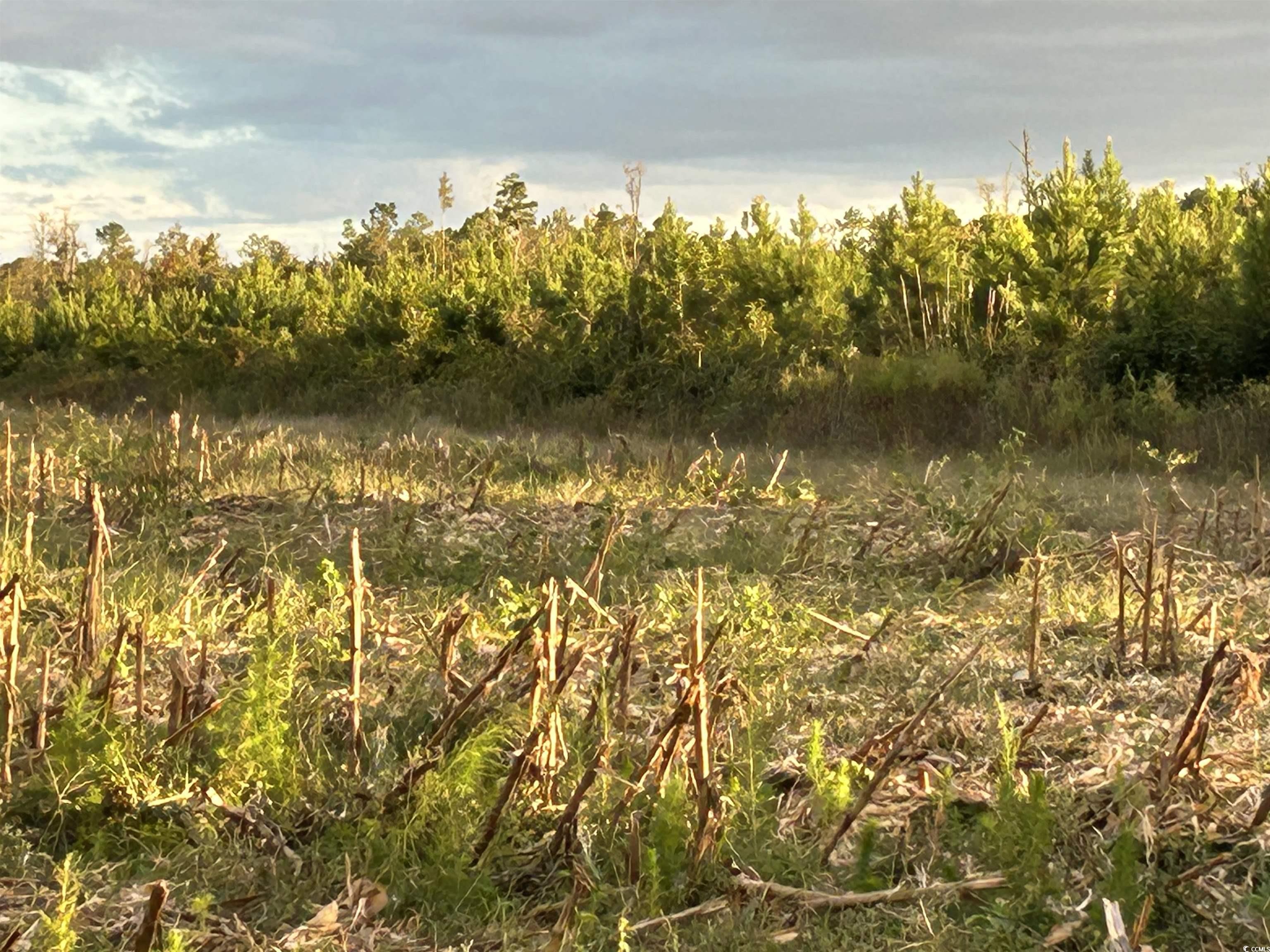 0 Fc Cox Road Hemingway, SC 29554 - Photo 6 of 33