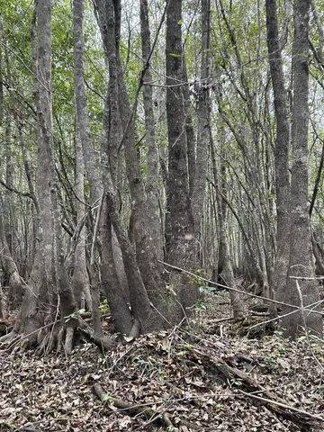 $369,000 | 0 Fc Cox Road, Hemingway, SC 29554