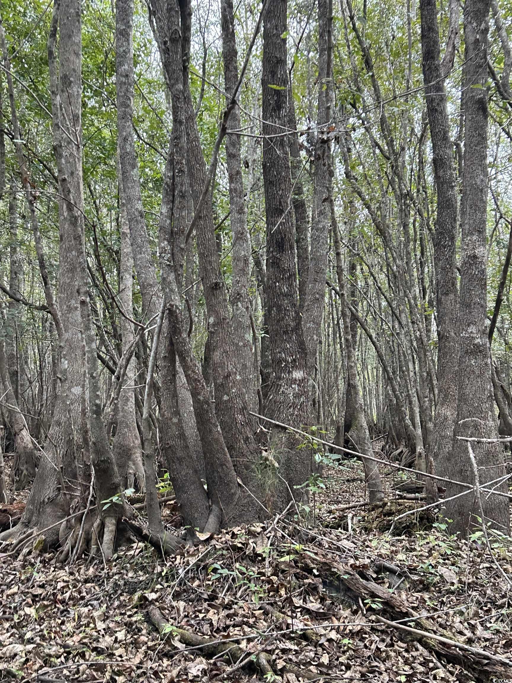 0 Fc Cox Road Hemingway, SC 29554 - Photo 7 of 33