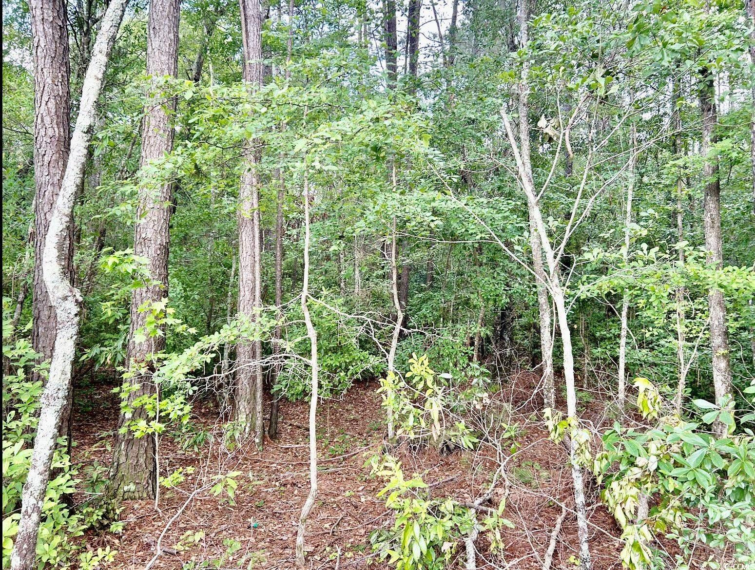 0 Fc Cox Road Hemingway, SC 29554 - Photo 8 of 33