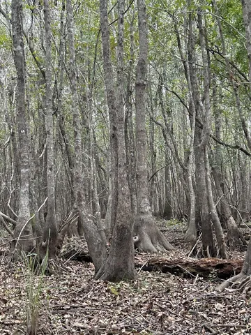 $369,000 | 0 Fc Cox Road, Hemingway, SC 29554