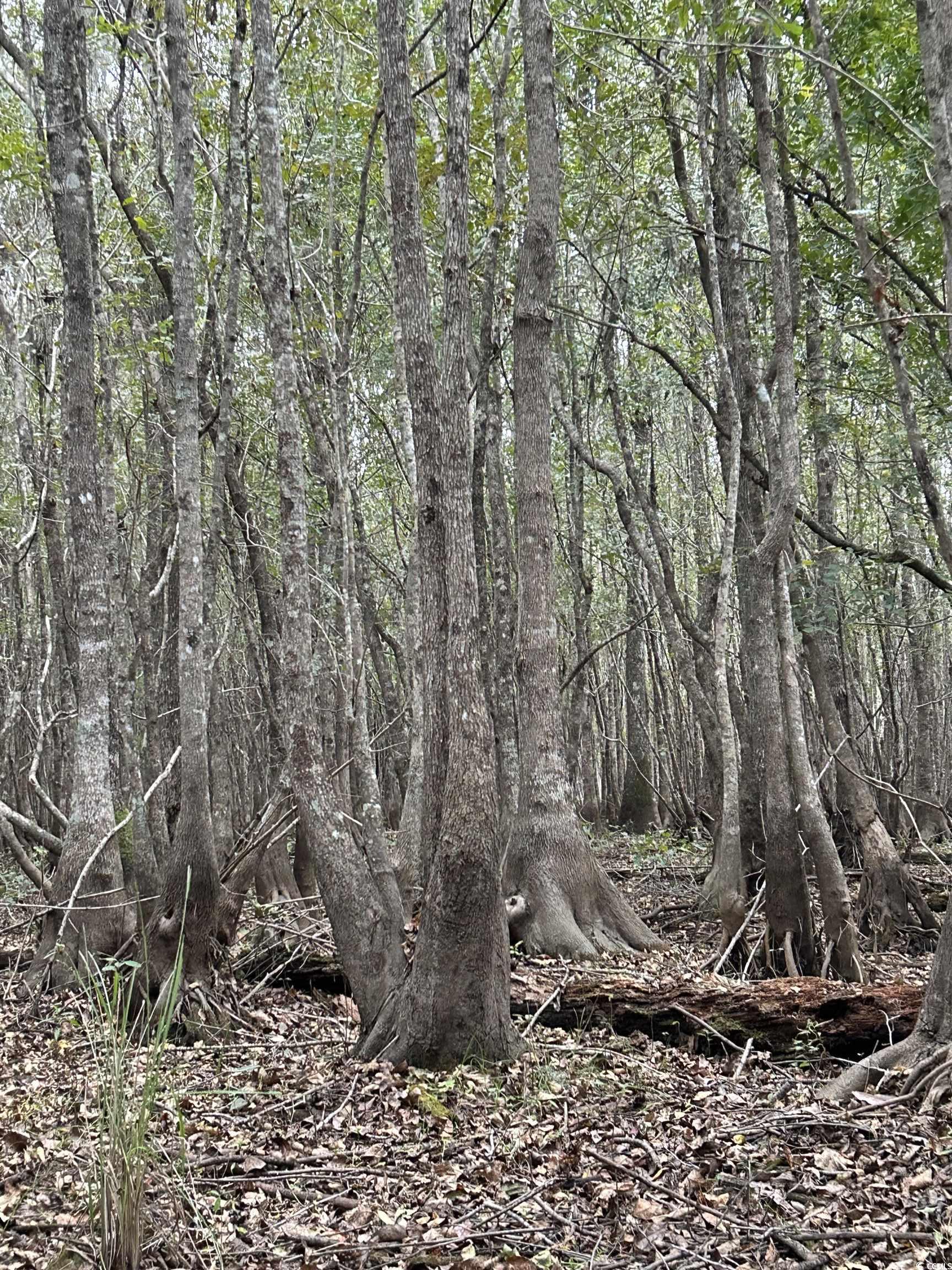 0 Fc Cox Road Hemingway, SC 29554 - Photo 9 of 33