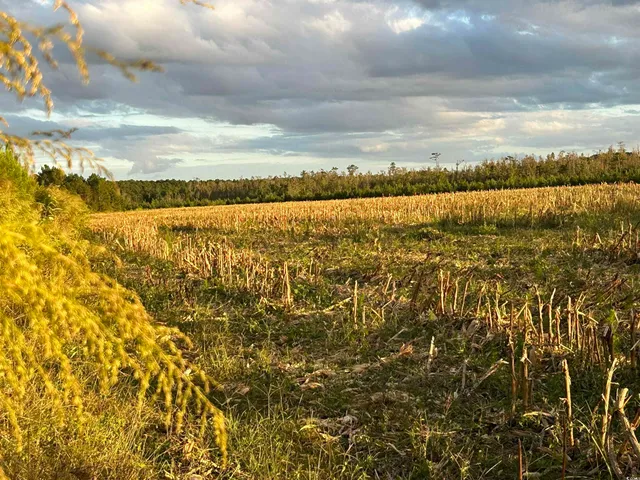 $369,000 | 0 Fc Cox Road, Hemingway, SC 29554