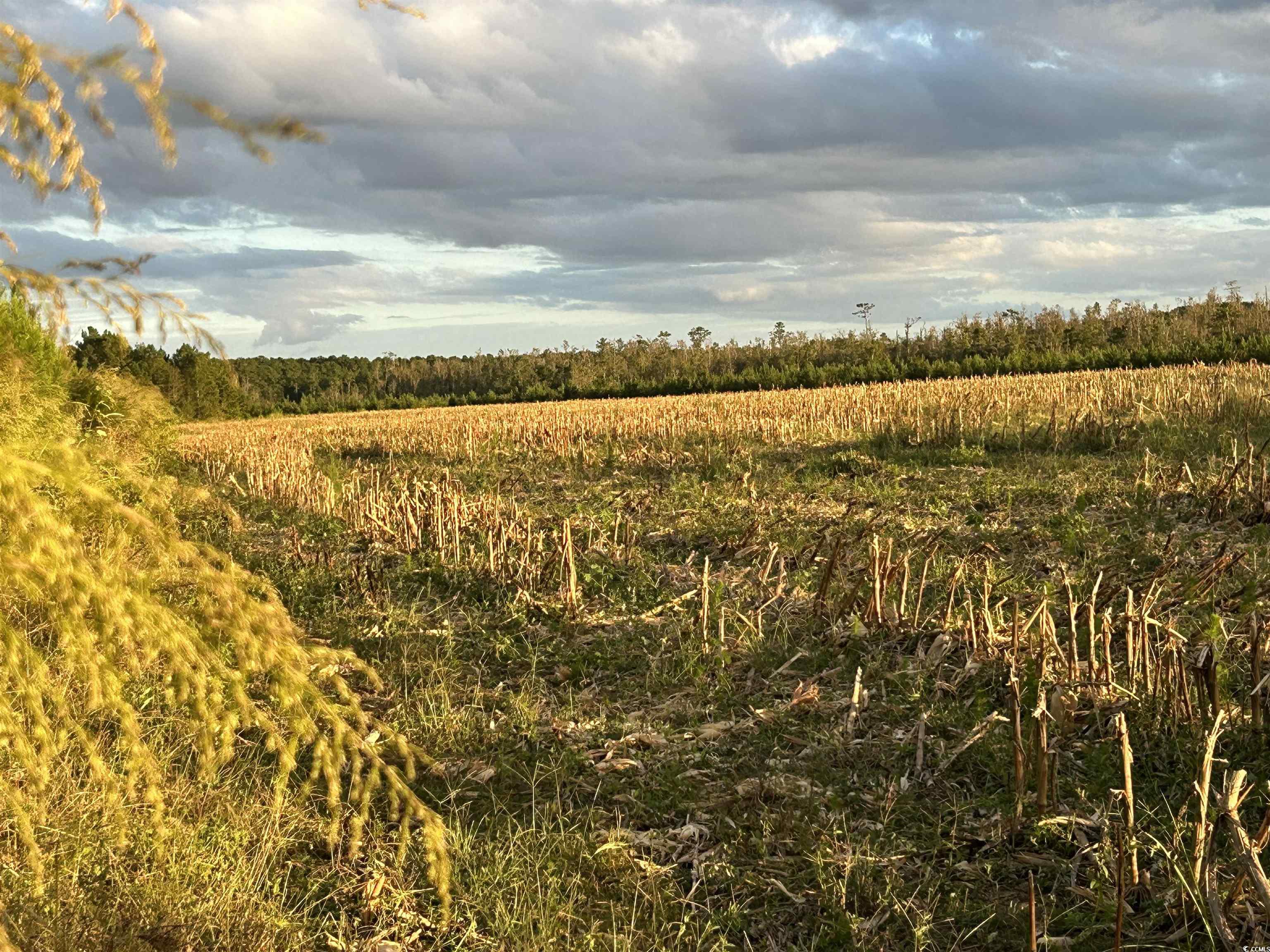 0 Fc Cox Road Hemingway, SC 29554 - Photo 10 of 33