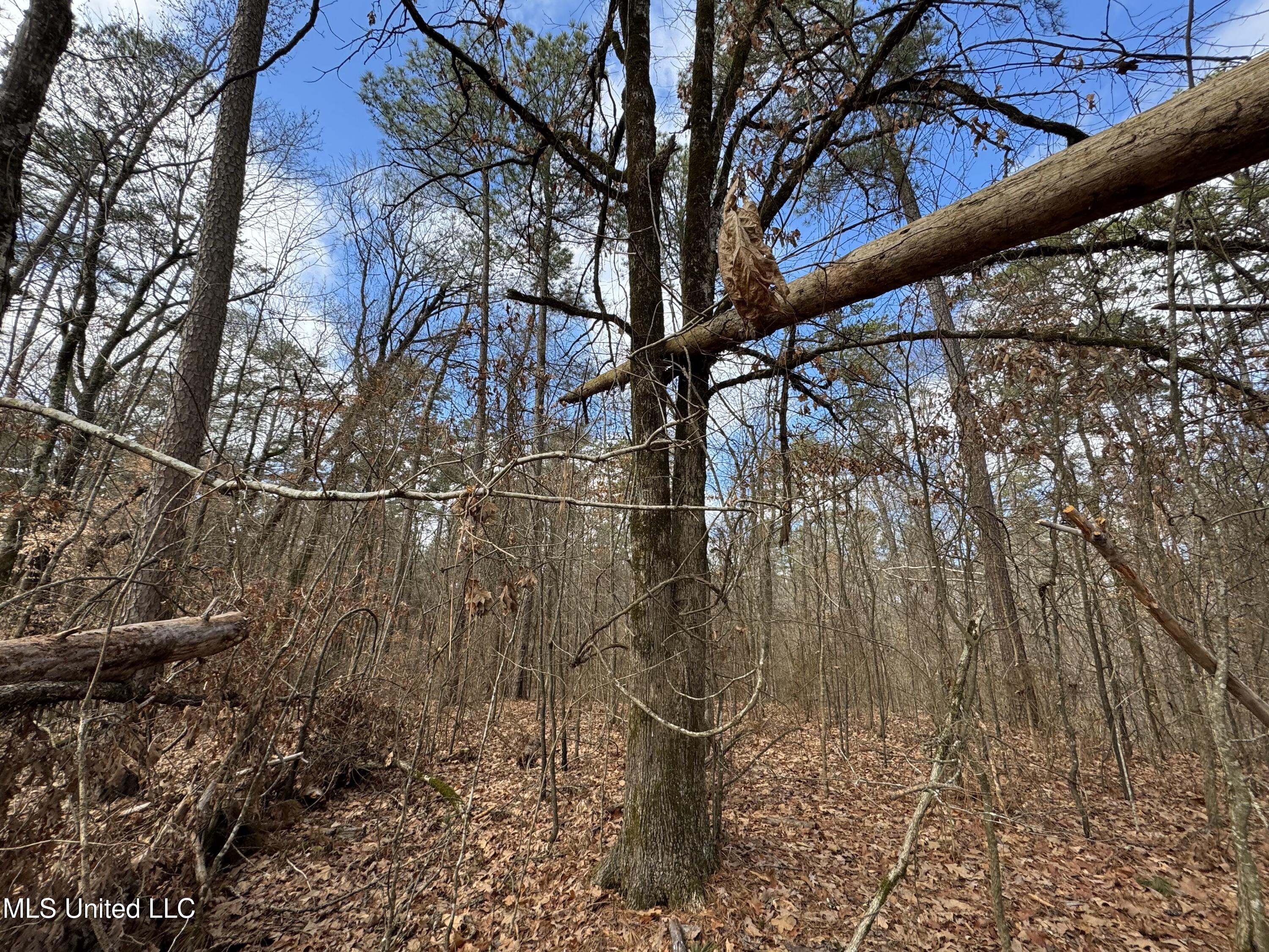 0 North Mission Road Winona, MS 38967 - Photo 15 of 20 IMG_2015