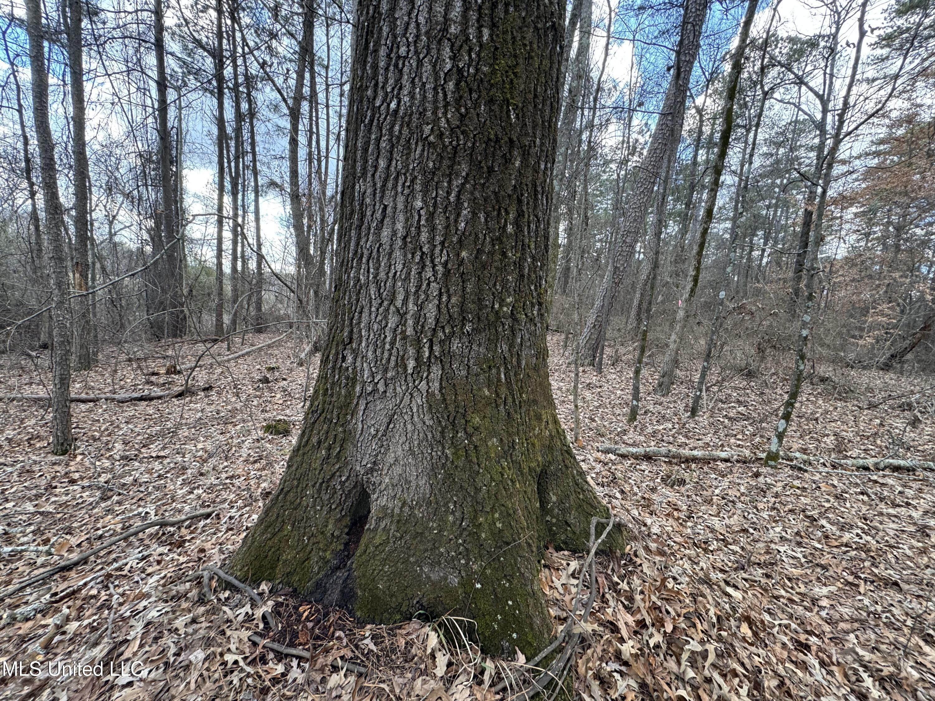 0 North Mission Road Winona, MS 38967 - Photo 10 of 20 IMG_1785