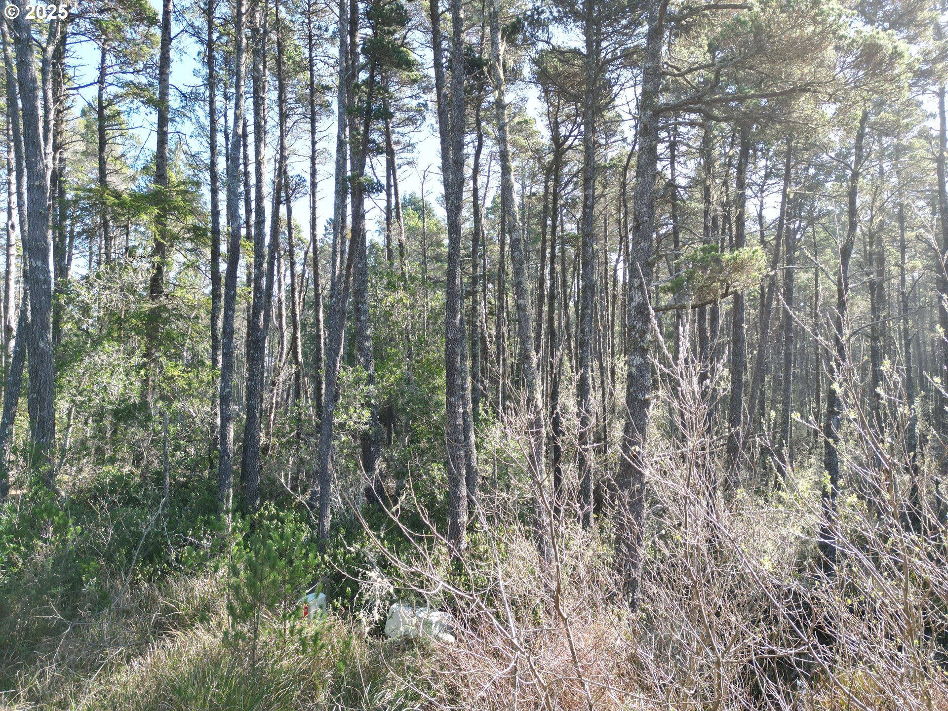 East Jupiter Lane, Unit 1202 Bandon, OR 97411 - Photo 3 of 9 a view of outdoor space and garden