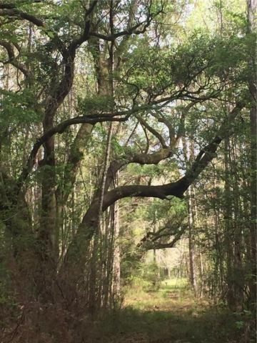 31130 Watts Thomas Road Bush, LA 70431 - Photo 1 of 1 Gallery Image 1