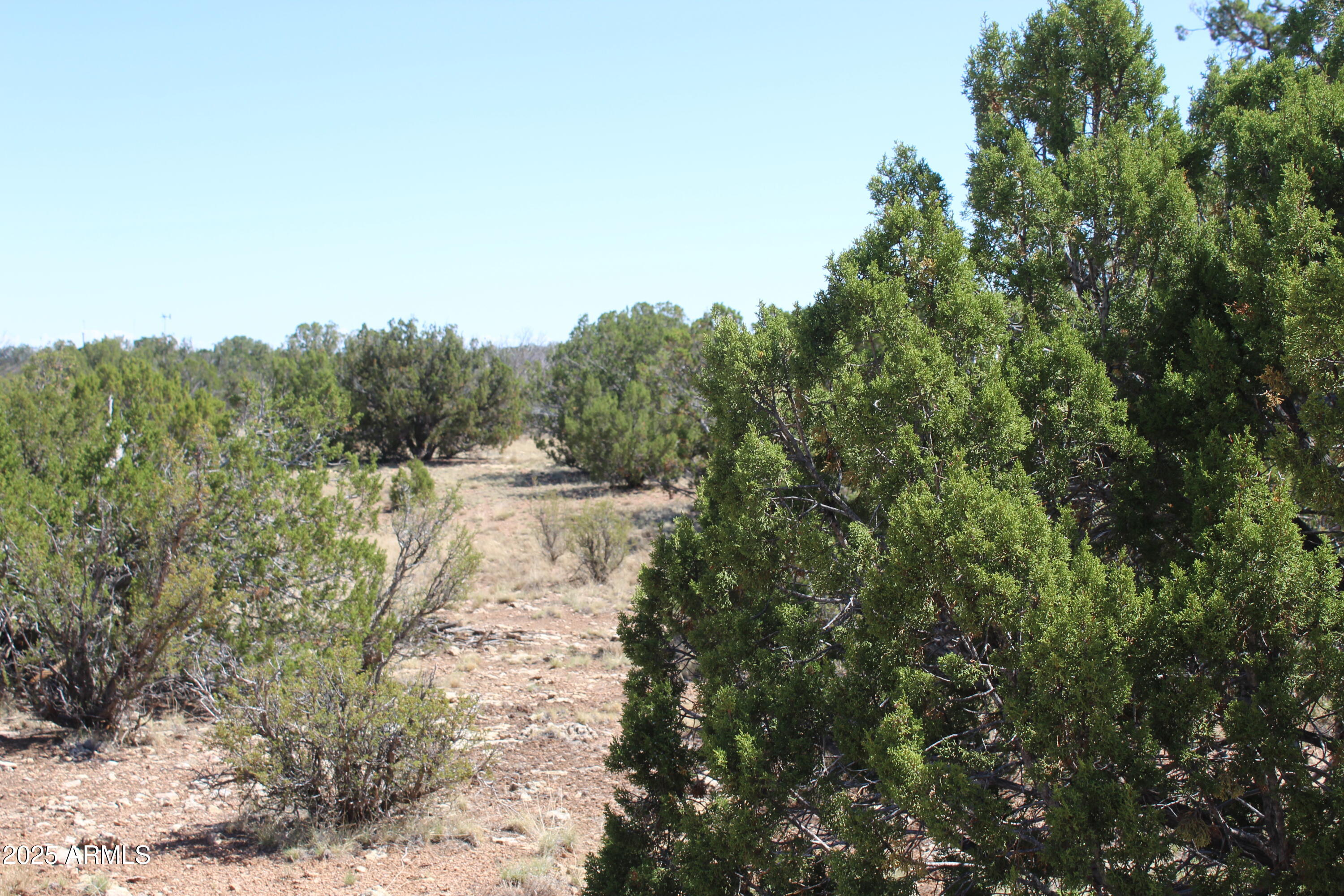 a view of a forest with trees in the background