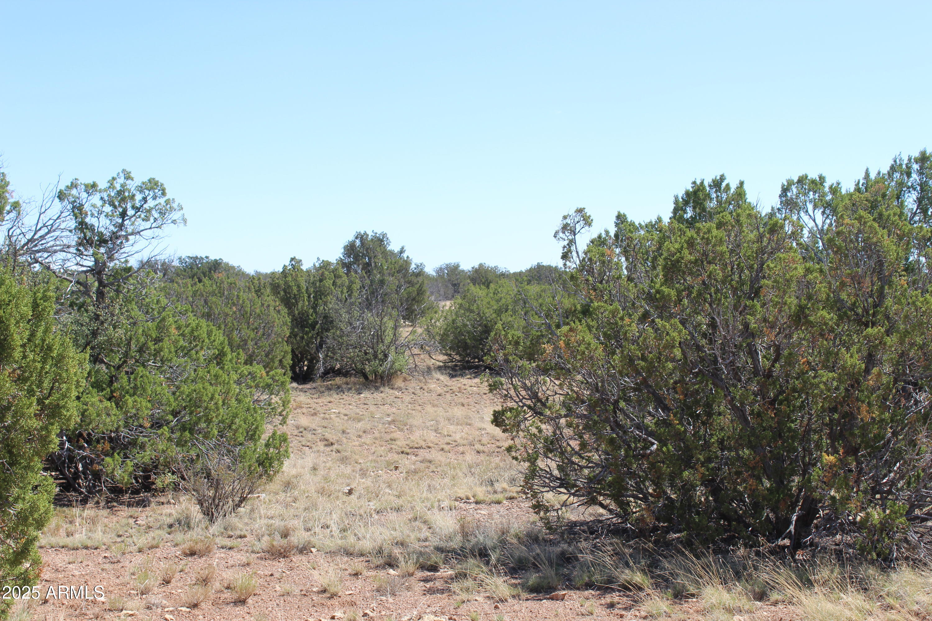 2122 Deeazinon Road Heber, AZ 85928 - Photo 2 of 3 a view of a yard with a tree