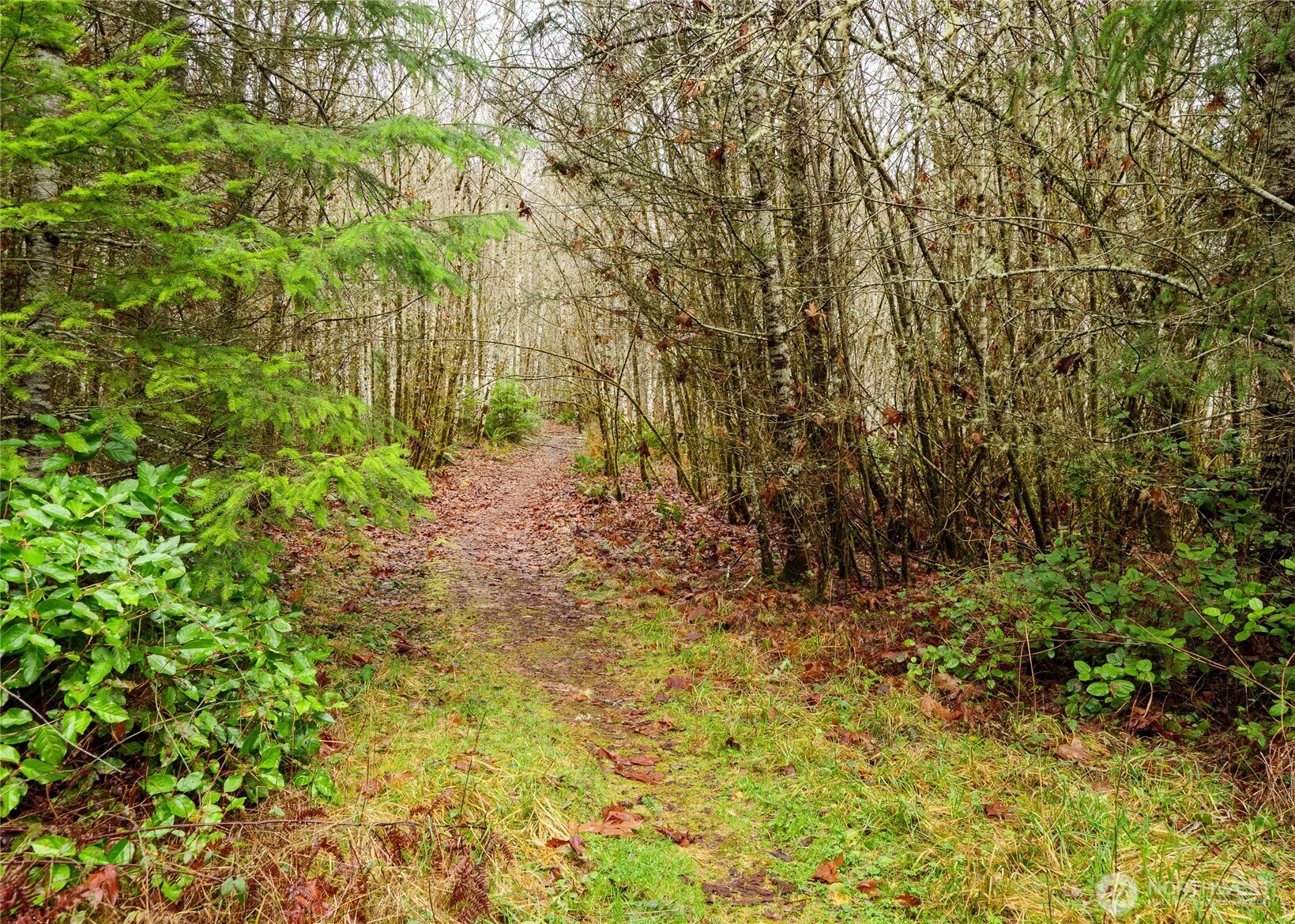-nka East Scribner Road Port Angeles, WA 98362 - Photo 25 of 33 a view of a yard with a tree