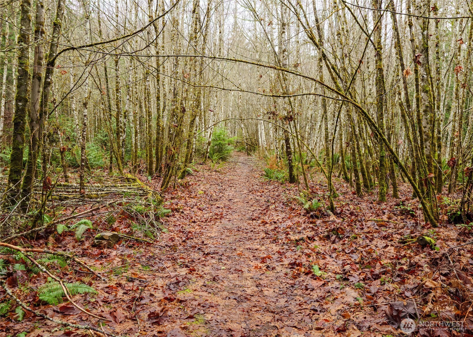 -nka East Scribner Road Port Angeles, WA 98362 - Photo 26 of 33 a backyard of a house with lots of plants and large trees