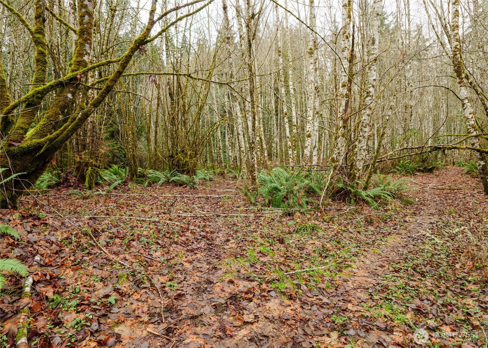 -nka East Scribner Road Port Angeles, WA 98362 - Photo 27 of 33 a view of a backyard