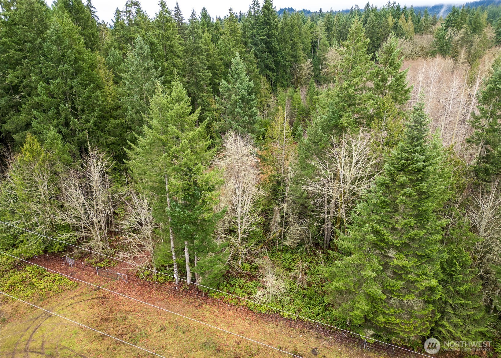 -nka East Scribner Road Port Angeles, WA 98362 - Photo 3 of 33 a view of a forest with trees in the background